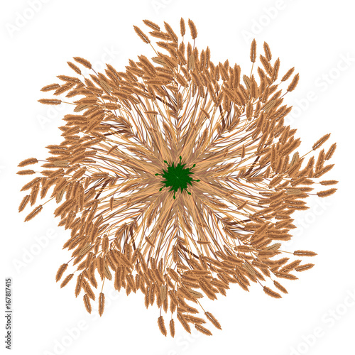 Grasses Isolated Mandela