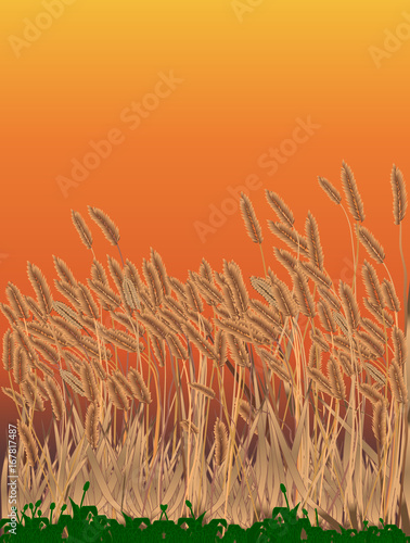 Grasses Sky Background