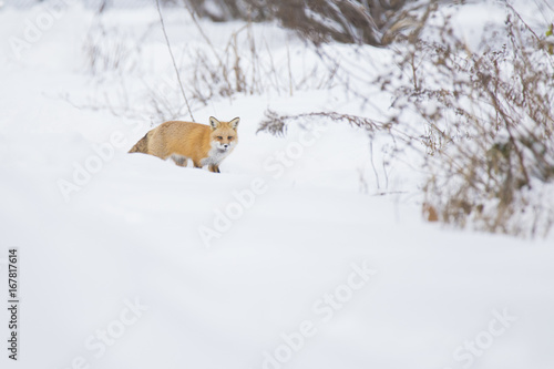 Red fox in winter