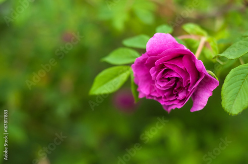 Pink roses with buds on a background of a green bush. Beautiful pink rose in the summer garden.