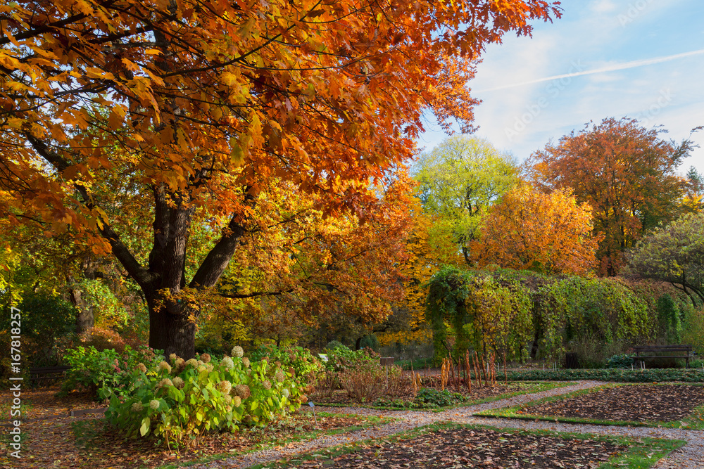 Naklejka premium Vibrant fall yellow and orange oak tree in fall park