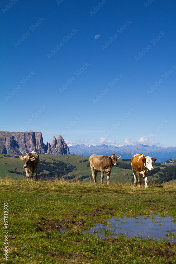 custom made wallpaper toronto digitalMucche al Pascolo