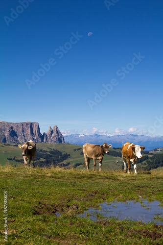 Wallpaper Mural Mucche al Pascolo Torontodigital.ca