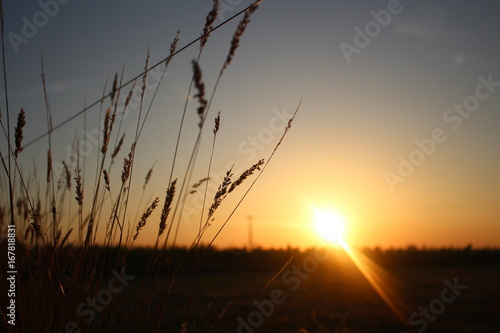 blé sur coucher de soleil