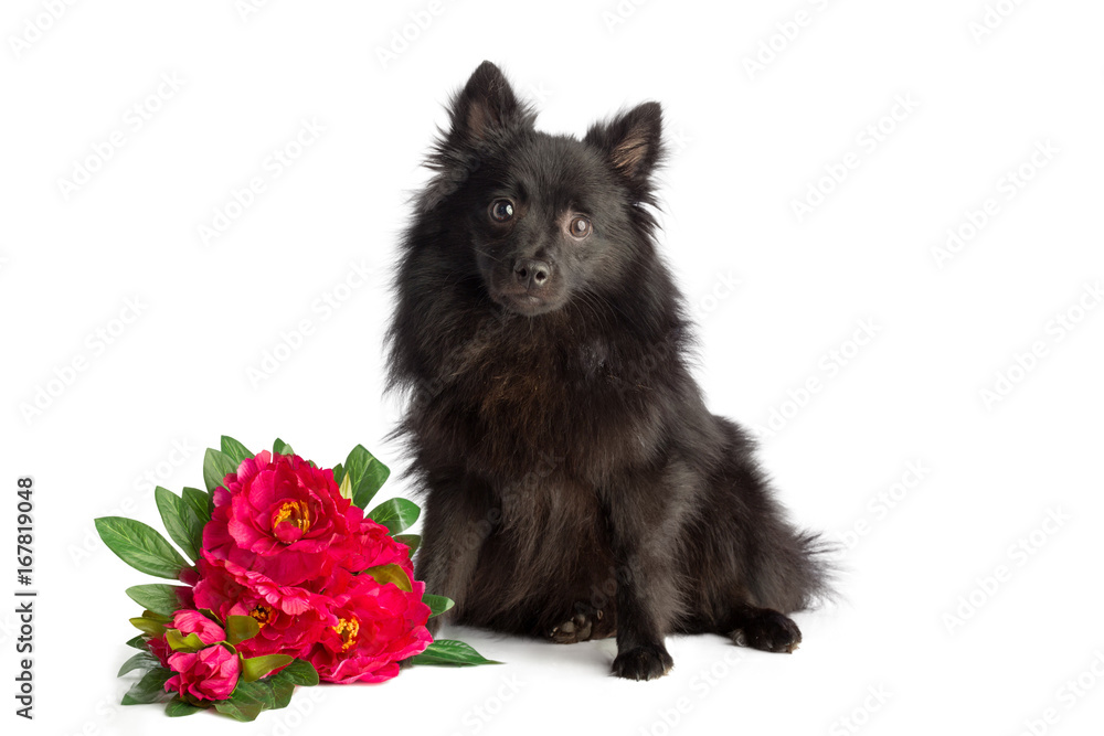 Black pomeranian dog