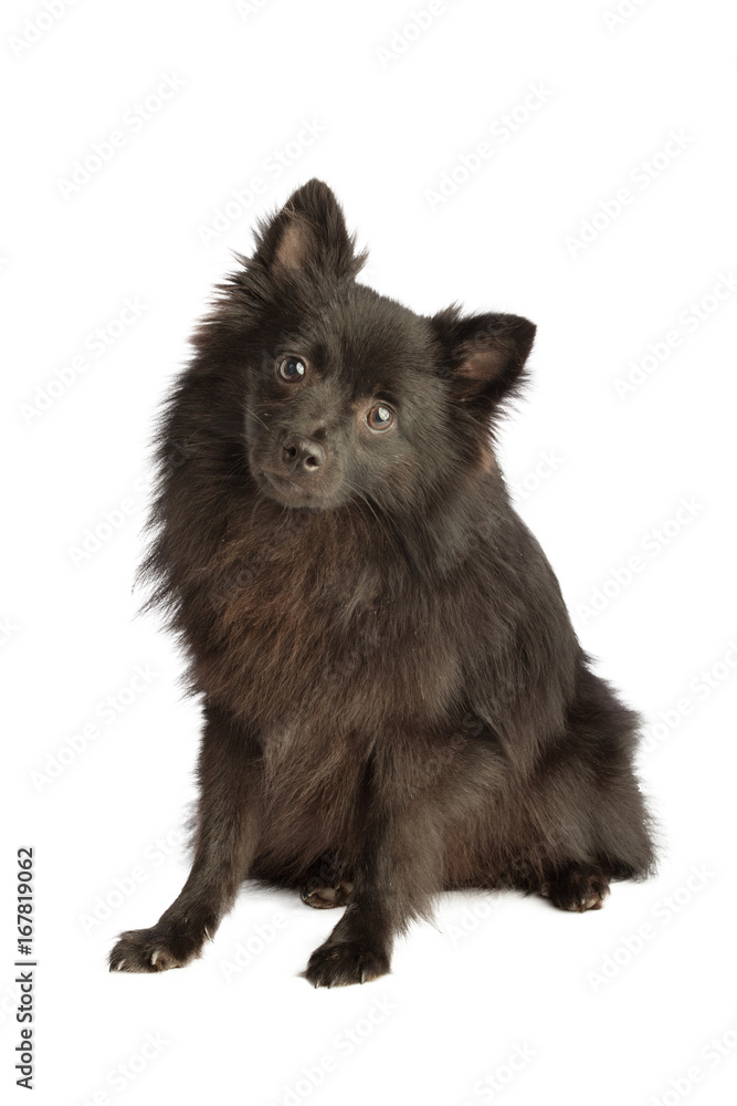 Black pomeranian dog