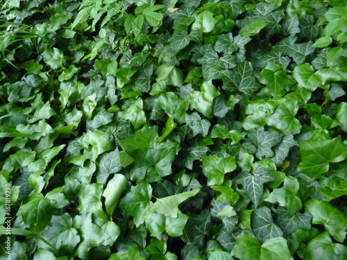 Green Ivy Covering a ground