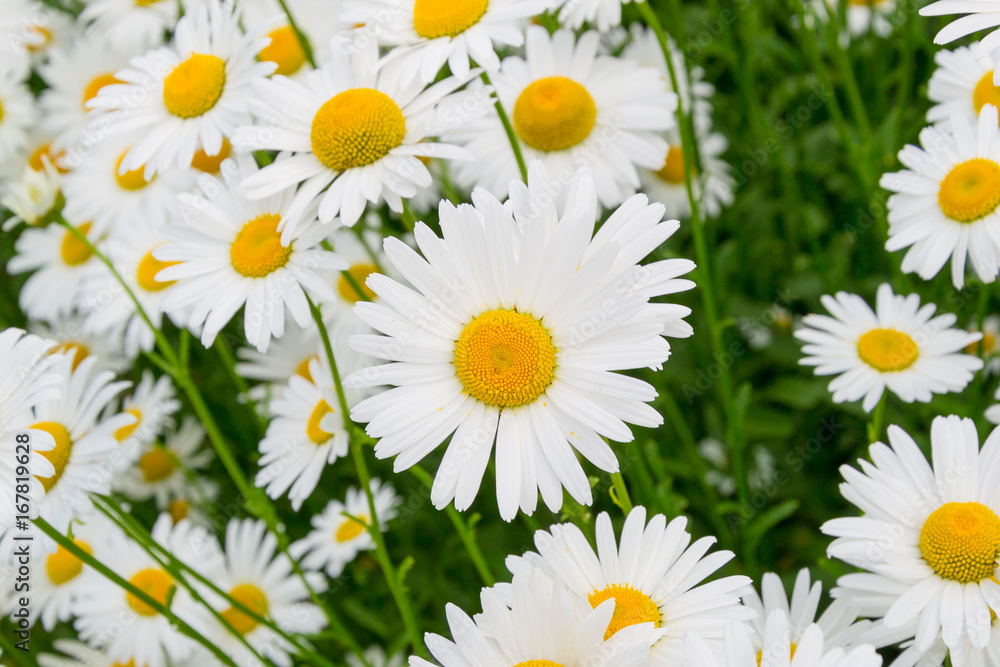 Many bright, large garden chamomiles, similar to small suns. Many bright, large garden chamomiles, similar to small suns.