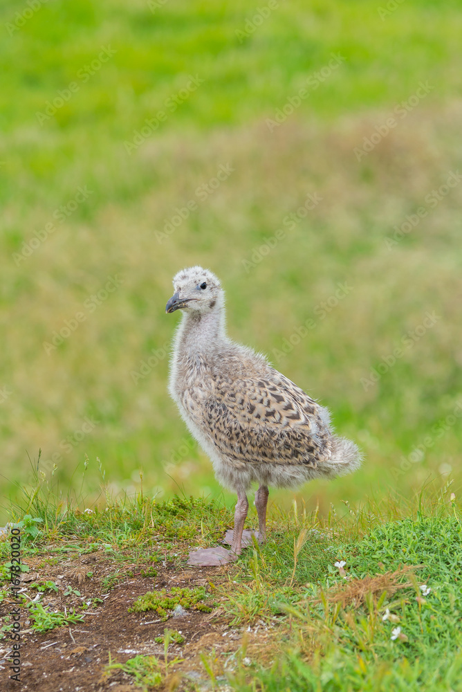 Naklejka premium Baby gull, seagull newborn on the cliff 