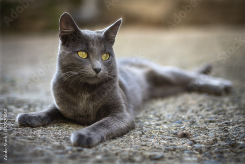 Fototapeta Naklejka Na Ścianę i Meble -  Chat - Cat