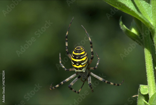 Wispy spider on the meadow © KurtVerner
