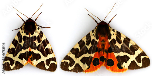 Obraz na plátne Great Tiger Moth, Arctia Caja