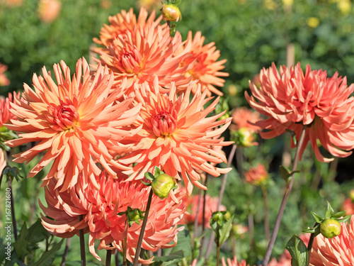 Fototapeta Naklejka Na Ścianę i Meble -  Dahlien, Dahlias