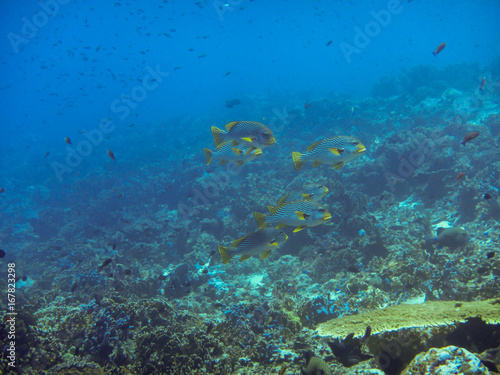 Die indonesiche Unterwasserwelt © EinBlick