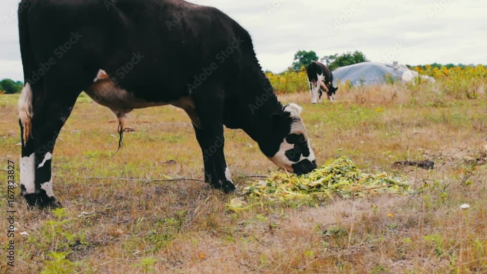 Young black-and-white bull eats a feed that lies on the ground.Bull grazing in a meadow Young black-and-white bull eats a feed that lies on the ground.Bull grazing in a meadow