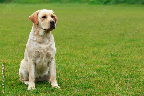 dog breed Labrador