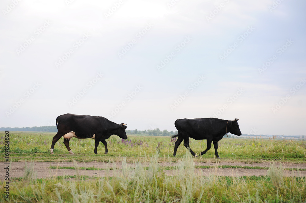 Two black cows go on the road through field