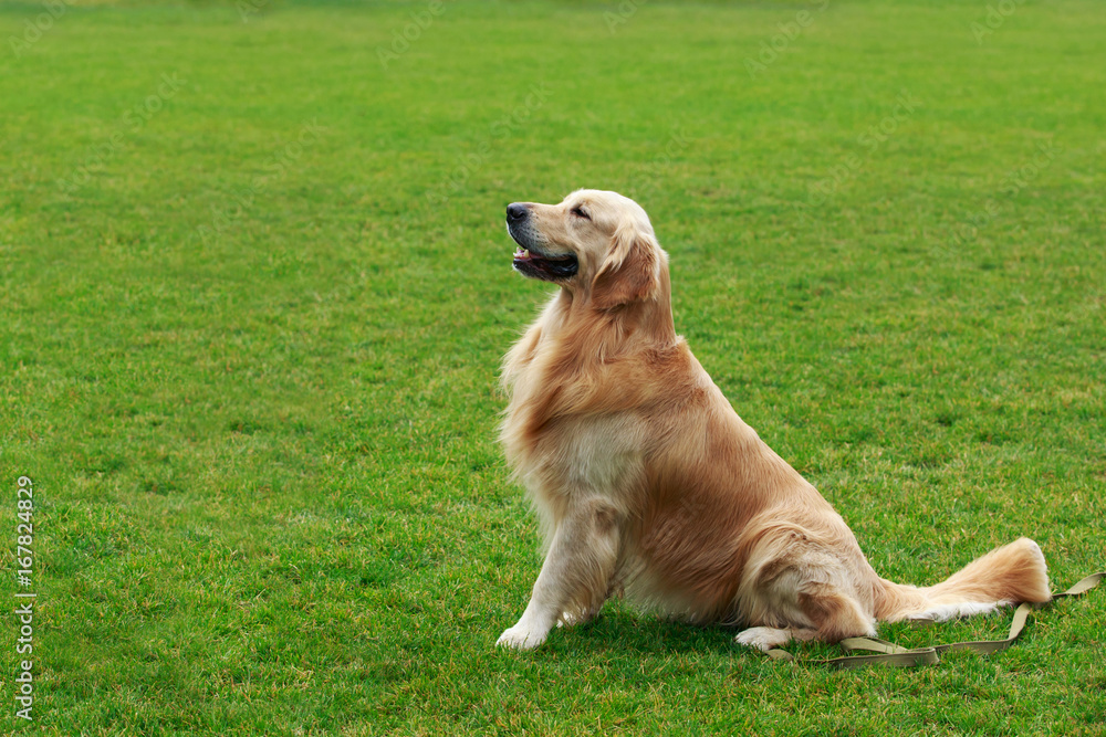 dog breed Golden retriever dog breed Golden retriever