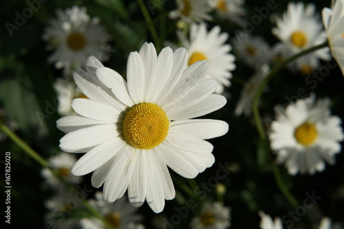 Chamomile