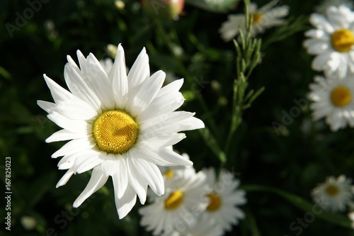 Chamomile