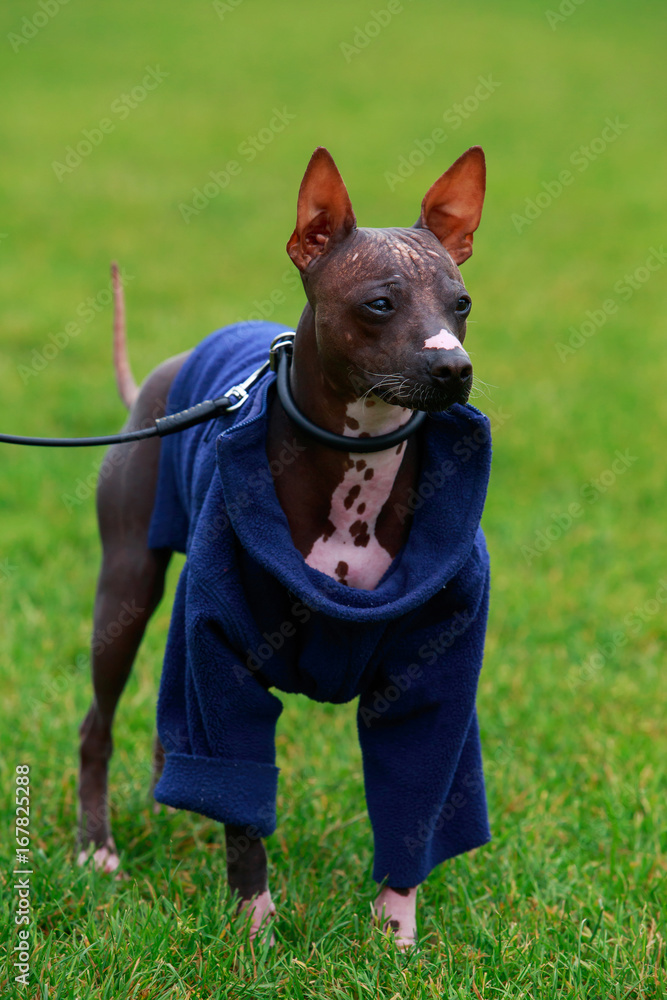 Dog breed American Hairless Terrier