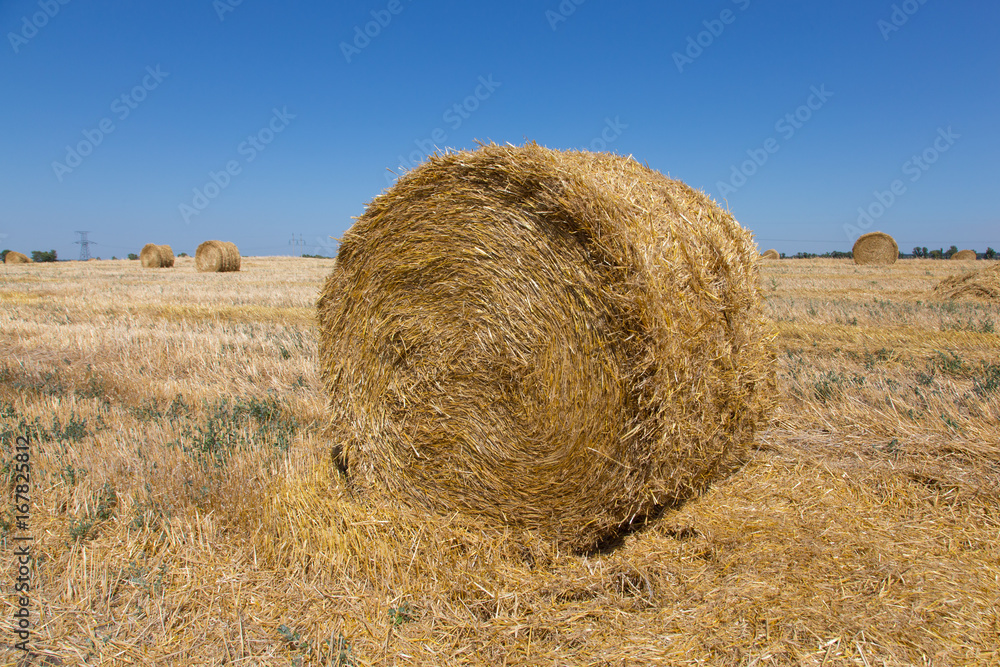 Big roll harvested straw on the mown field. Round bale of straw close-up.