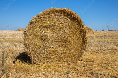 Big roll harvested straw on the mown field. Round bale of straw close-up.
