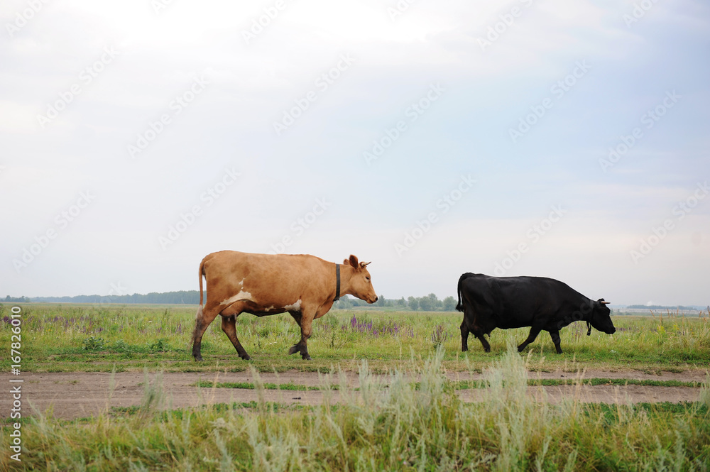 Black and brown cows go on the road through field Black and brown cows go on the road through field