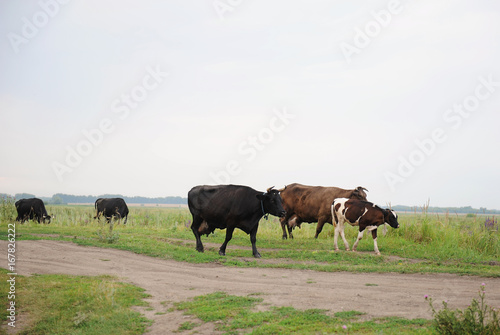 Cows go on the road through field © sorocka