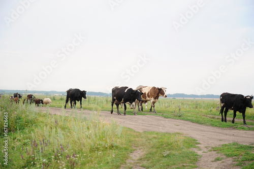 Cows go on the road through field © sorocka