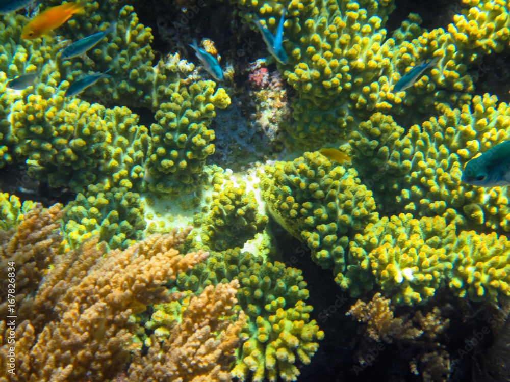 Die indonesiche Unterwasserwelt Die indonesiche Unterwasserwelt