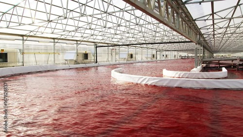 Pan right, industrial algae farm
