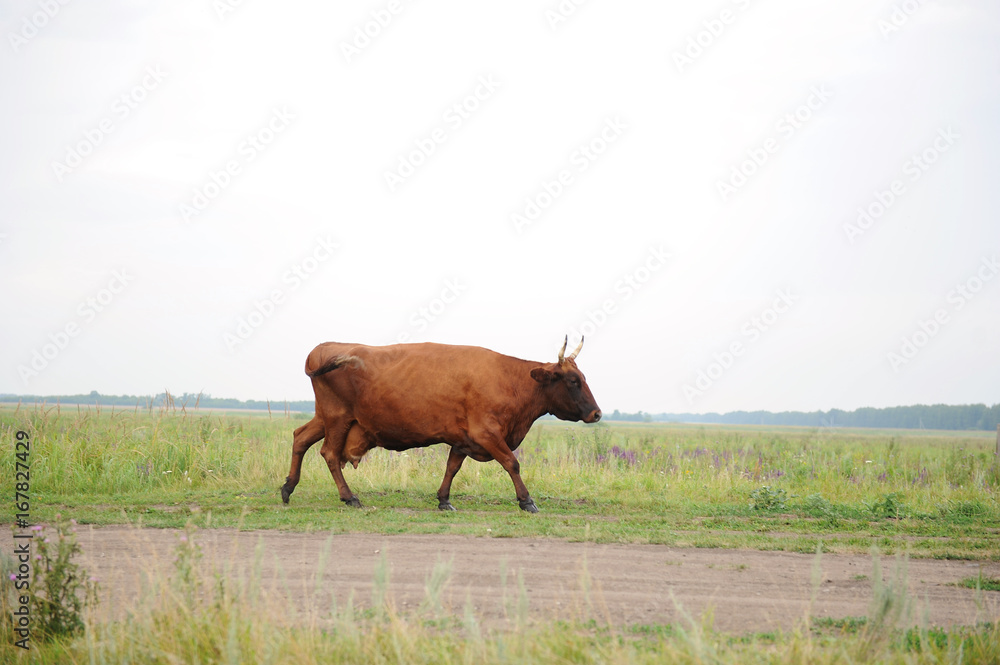Brown cow go on the road through field Brown cow go on the road through field