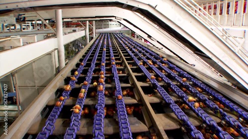 Onions on conveyor belt in factory