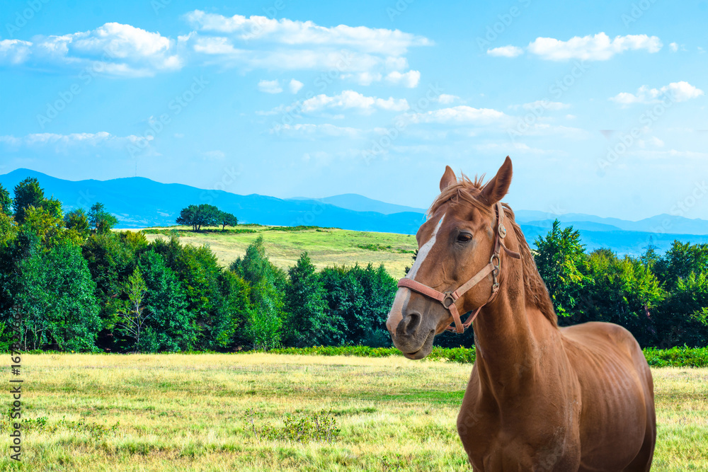 Fototapeta premium Horses graze in the meadow