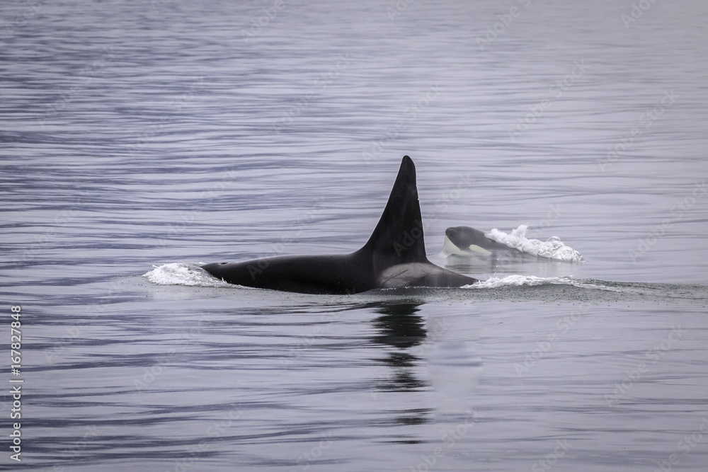 Fototapeta premium Orca's in the Alaskan Wild