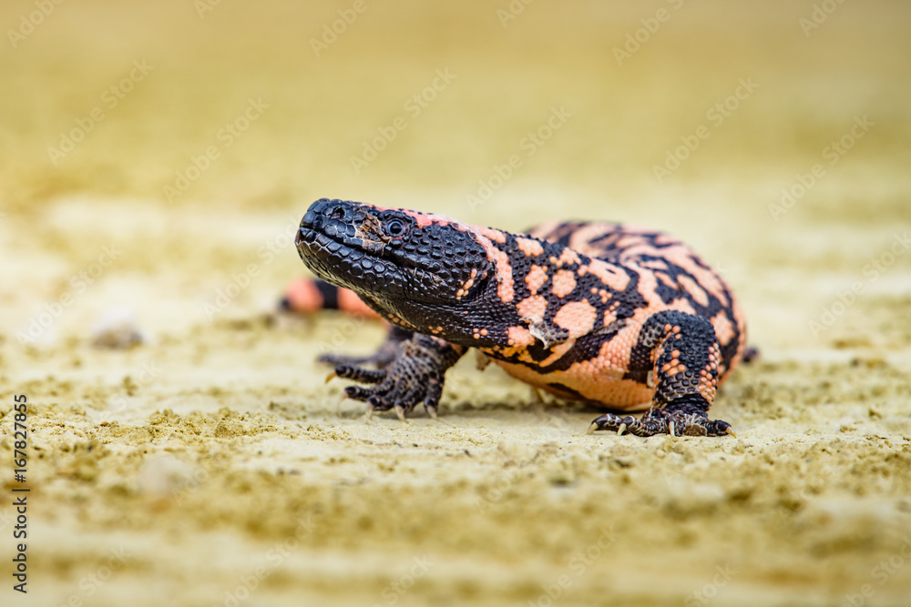 Lizard Gila Monster( Heloderma suspectum) Lizard Gila Monster( Heloderma suspectum)