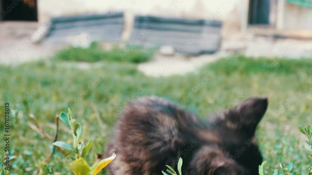 Muzzle of a small black-red tricolor kitten in grass, close up view Muzzle of a small black-red tricolor kitten in grass, close up view
