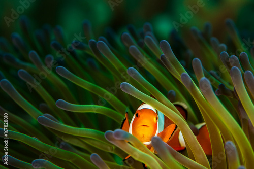 Clownfish in Green and Purple Anemone