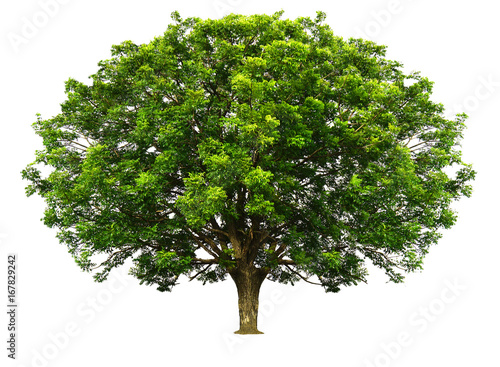 Tree isolated on white