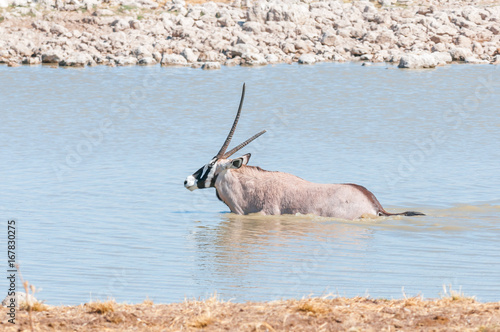 Oryx with a broken horn in a waterhole