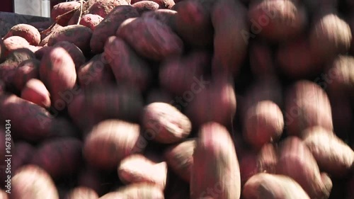 Harvested potatoes dumped off truck, close up
