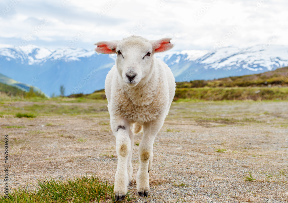 Fototapeta premium Lambs graze on the background of mountains
