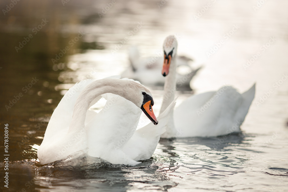 Naklejka premium White swans swim in the pond