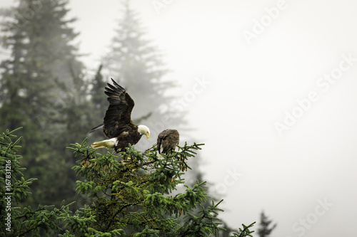 Eagles pair on branch in Alaska
