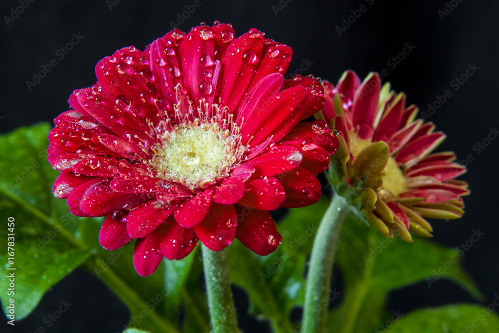 gerbera
gerbera