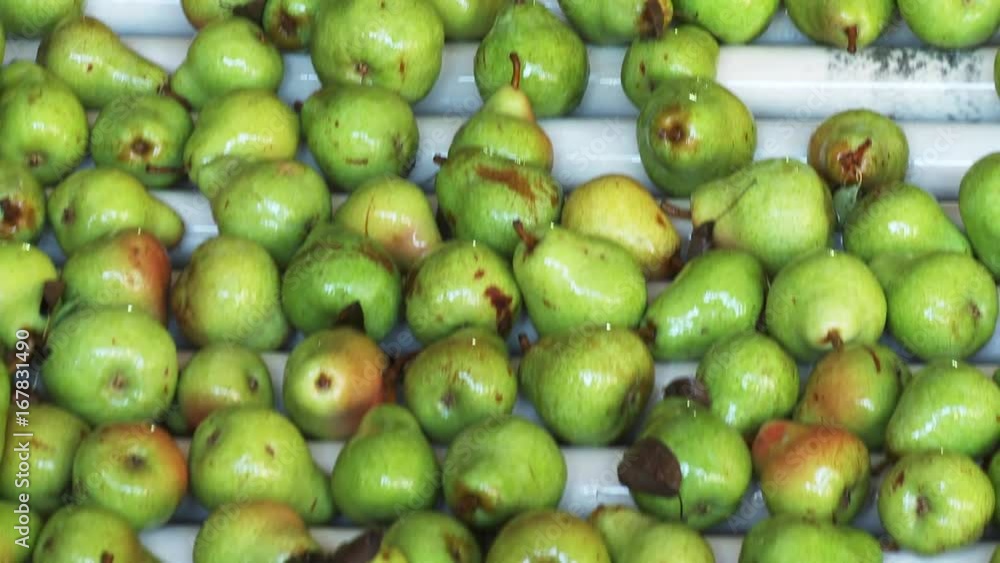Pears on conveyor belt in factory, close up Pears on conveyor belt in factory, close up