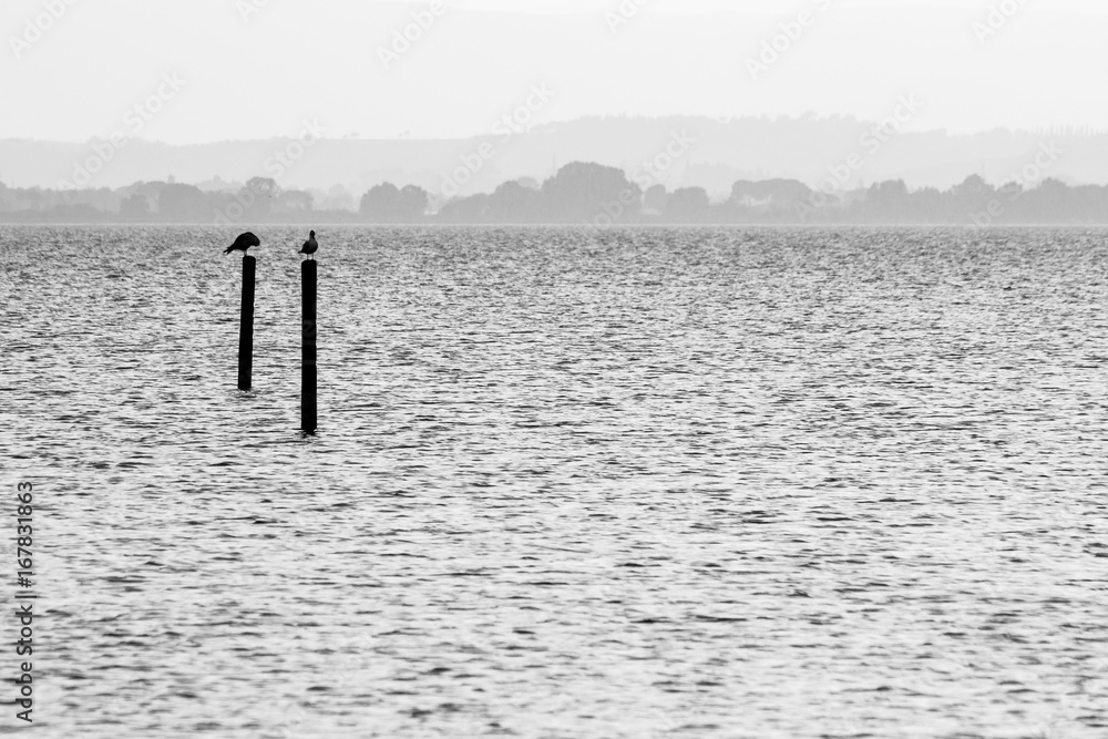 Two seagulls on poles on a lake, with distant hills in the background and very soft tones Two seagulls on poles on a lake, with distant hills in the background and very soft tones