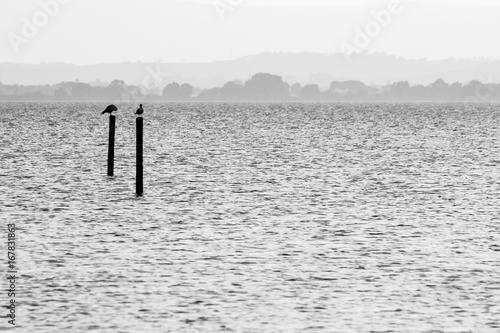 Two seagulls on poles on a lake, with distant hills in the background and very soft tones