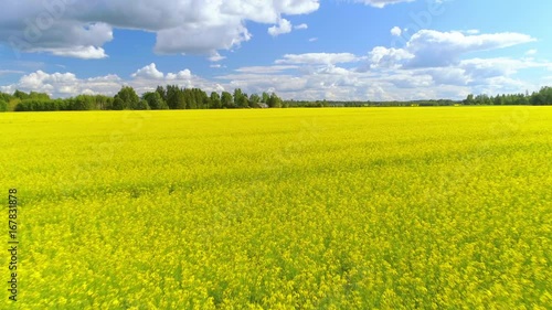 Flying over blooming rapeseed canola field